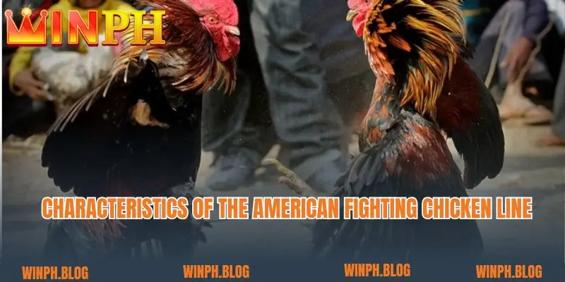 Characteristics of the American fighting chicken line