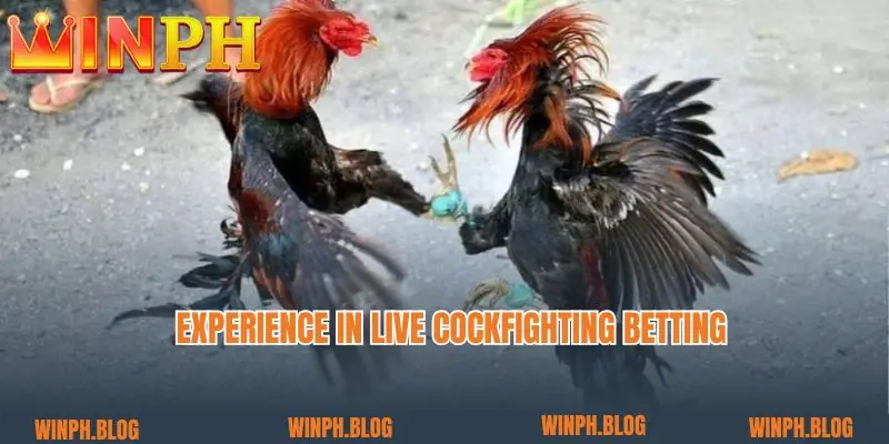 Experience in live cockfighting betting