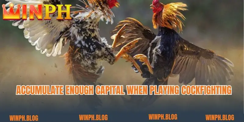 Accumulate enough capital when playing cockfighting 