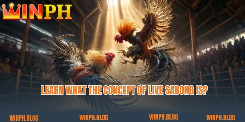 Learn what the concept of Live sabong is? 