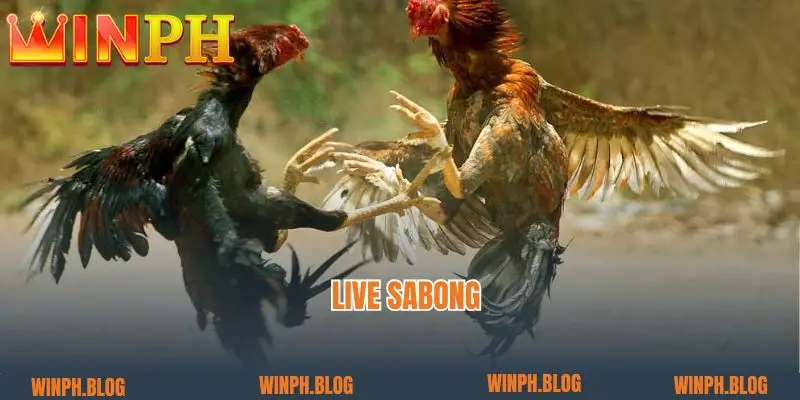 What Is Live Sabong? Tips For Playing Cockfighting 100% Big Win 