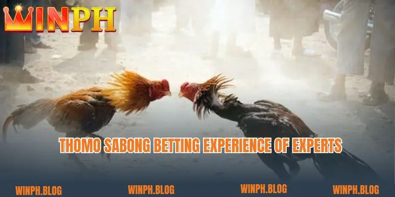 Thomo sabong betting experience of experts