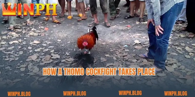 How a Thomo cockfight takes place