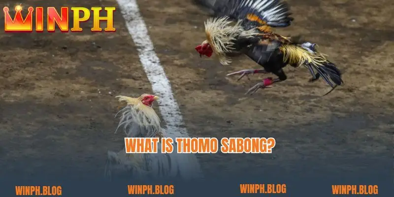 What is Thomo sabong?